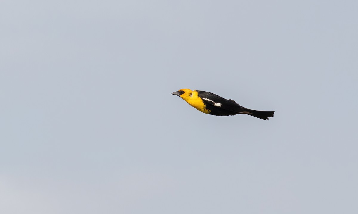 Yellow-headed Blackbird - ML621518577