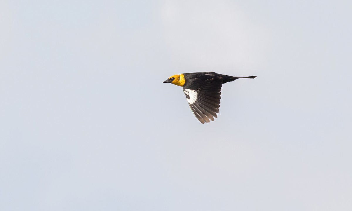 Yellow-headed Blackbird - ML621518579