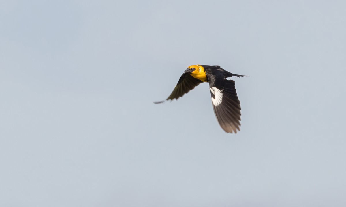 Yellow-headed Blackbird - Paul Fenwick