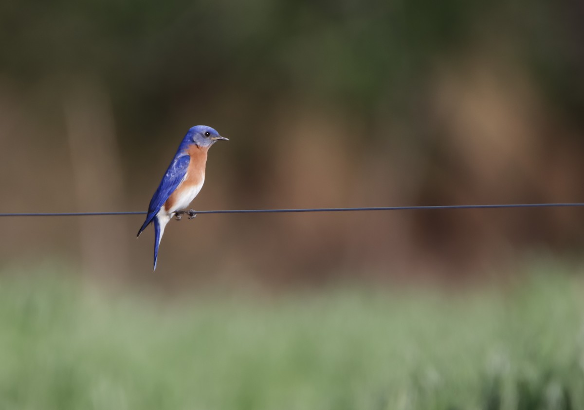 Eastern Bluebird - ML621518601