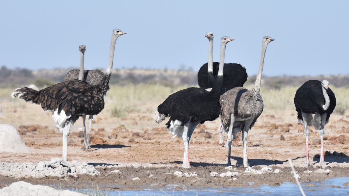 Ostruka arrunta - ML621518605