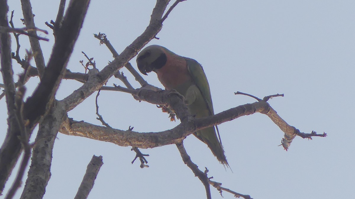 Red-breasted Parakeet - ML621518669