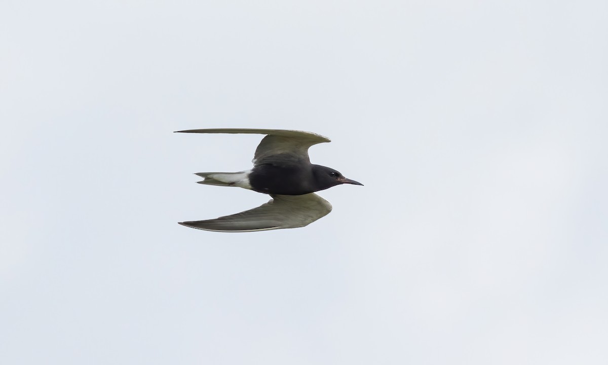 Black Tern - Paul Fenwick