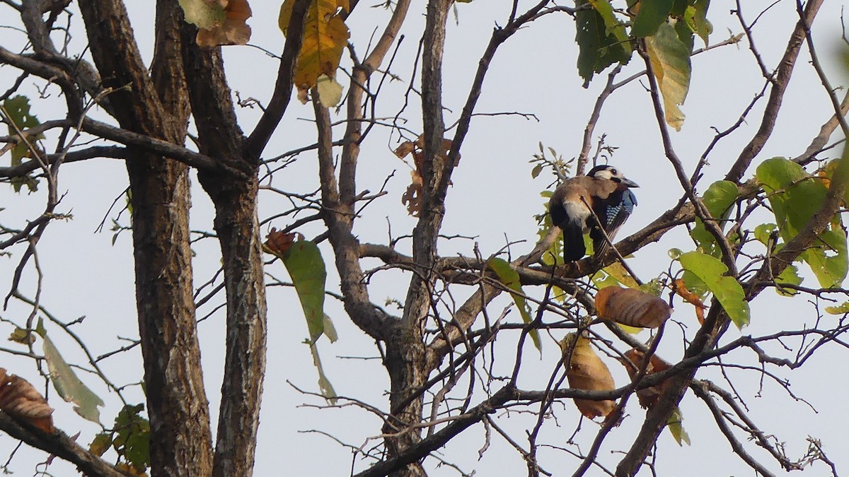 Eurasian Jay (White-faced) - ML621518728