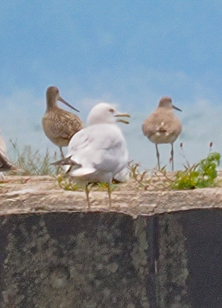 Marbled Godwit - ML621518739