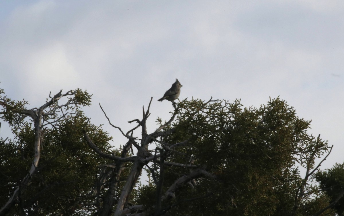 Juniper Titmouse - ML621518778