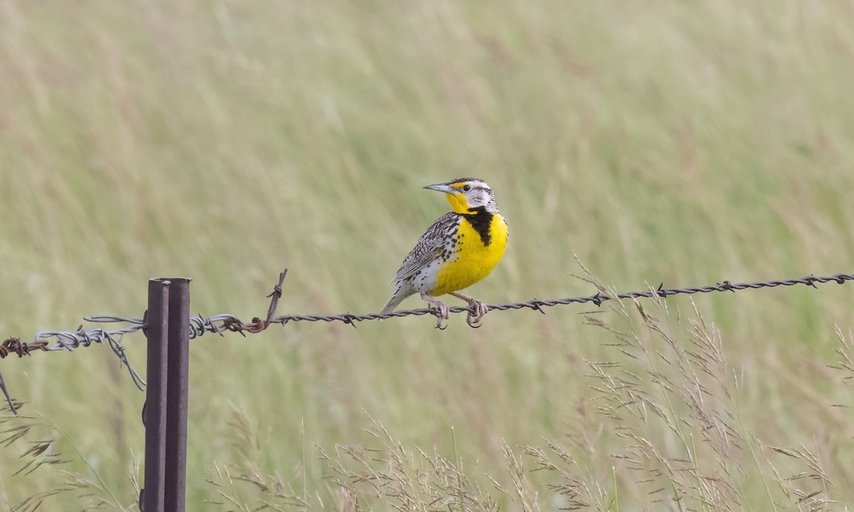 Western Meadowlark - ML621518782