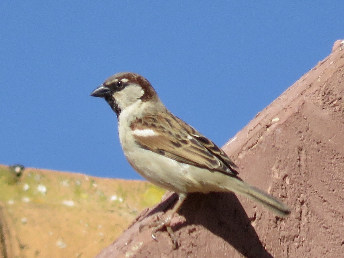 House Sparrow - ML621518786
