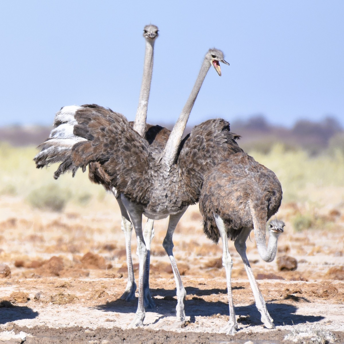 Ostruka arrunta - ML621518794