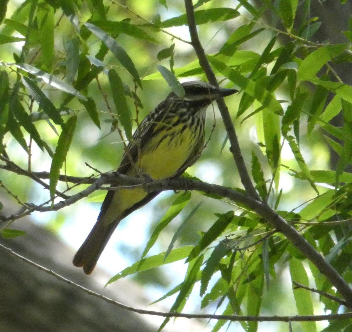 Sulphur-bellied Flycatcher - ML621518805