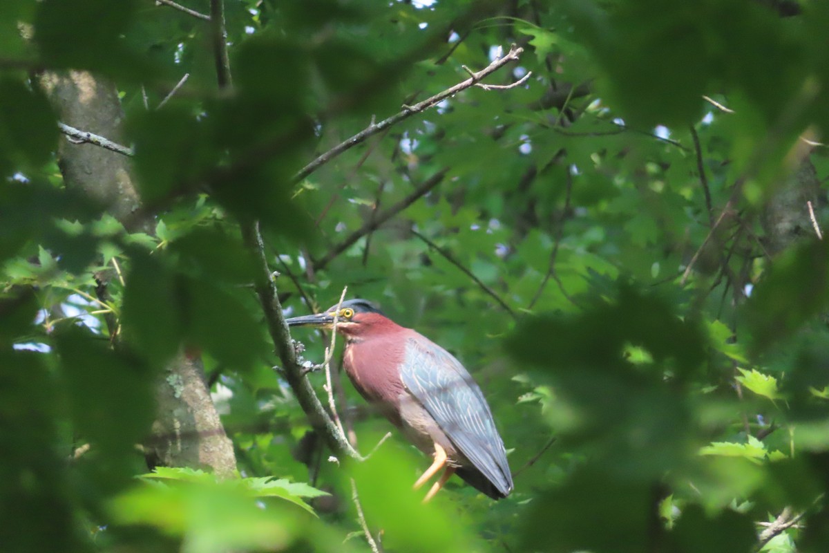 Koartzatxo berdea - ML621518833