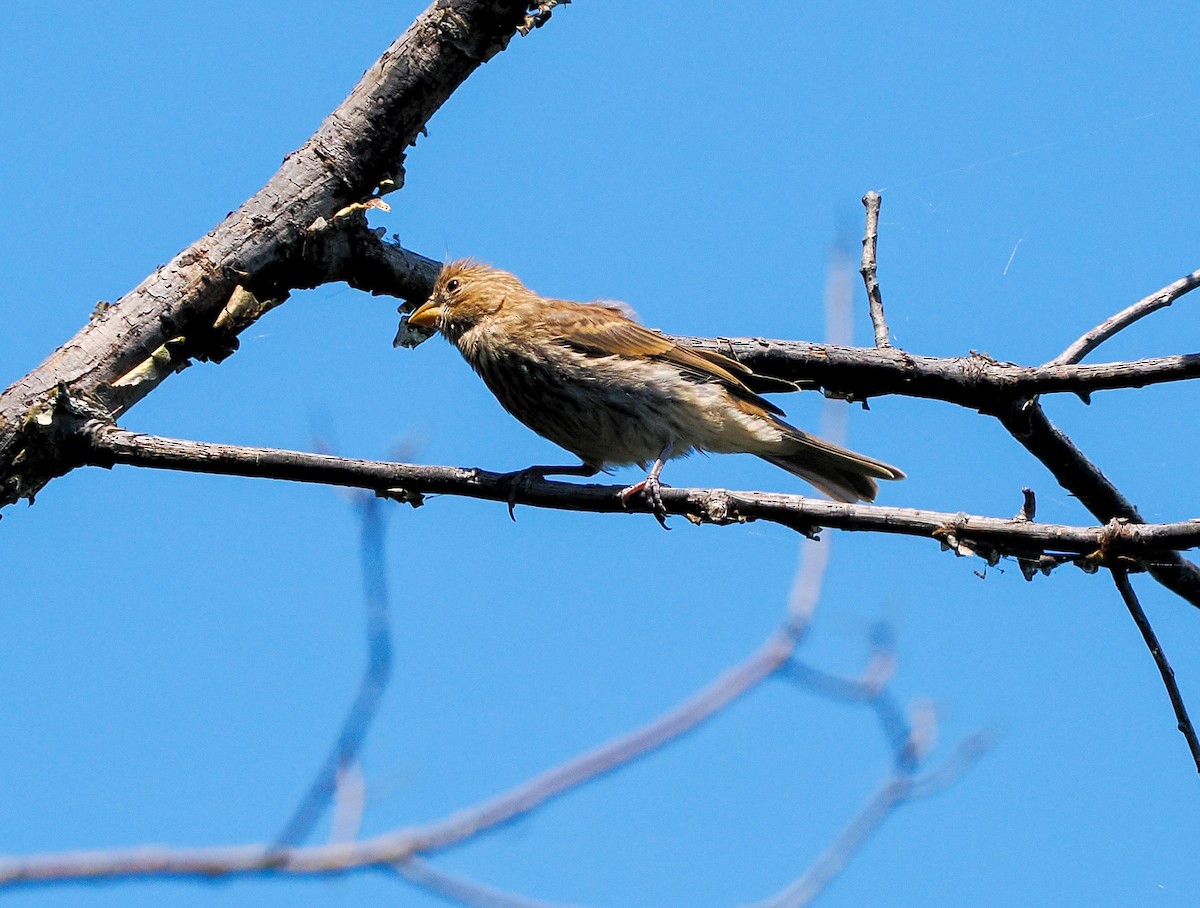 House Finch - ML621518863