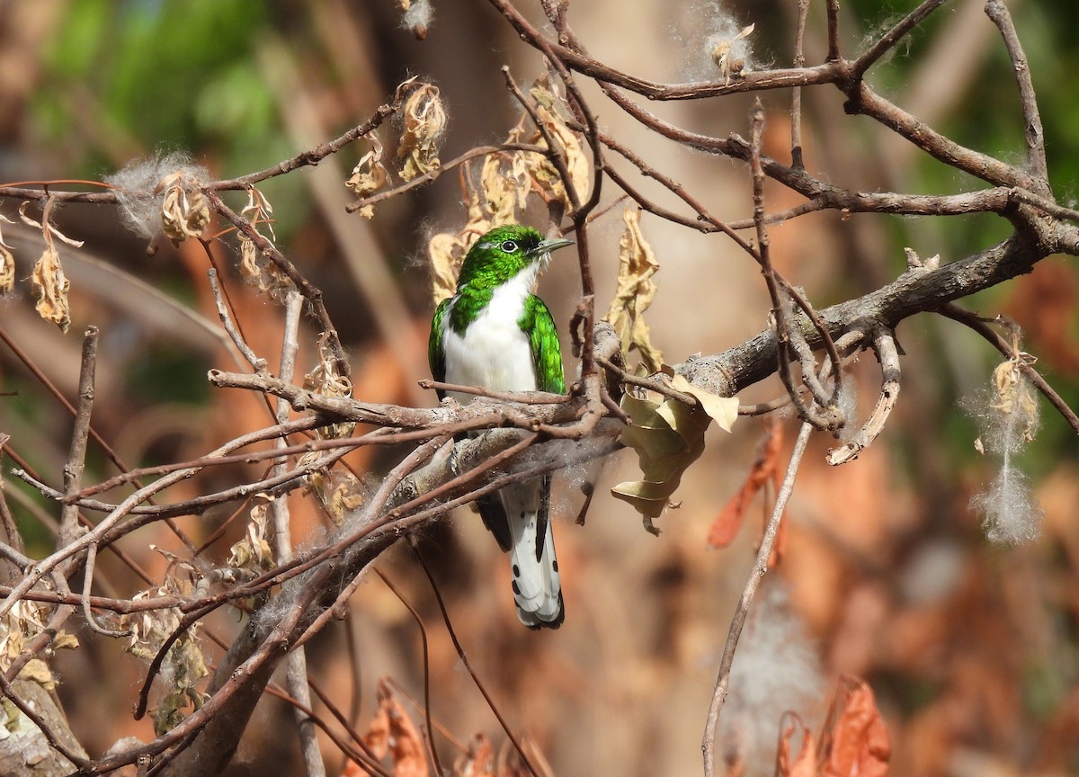 Klaas's Cuckoo - ML621518899