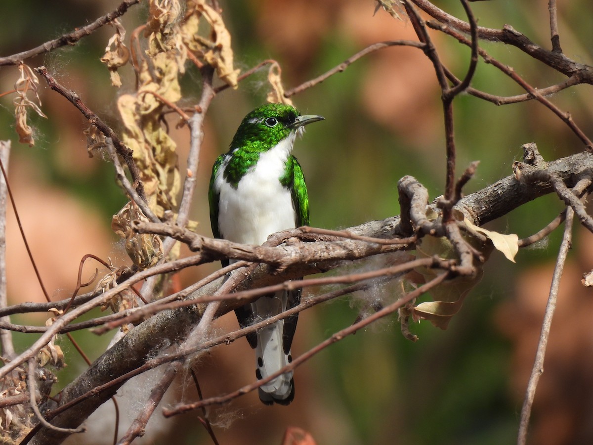 Klaas's Cuckoo - ML621518920