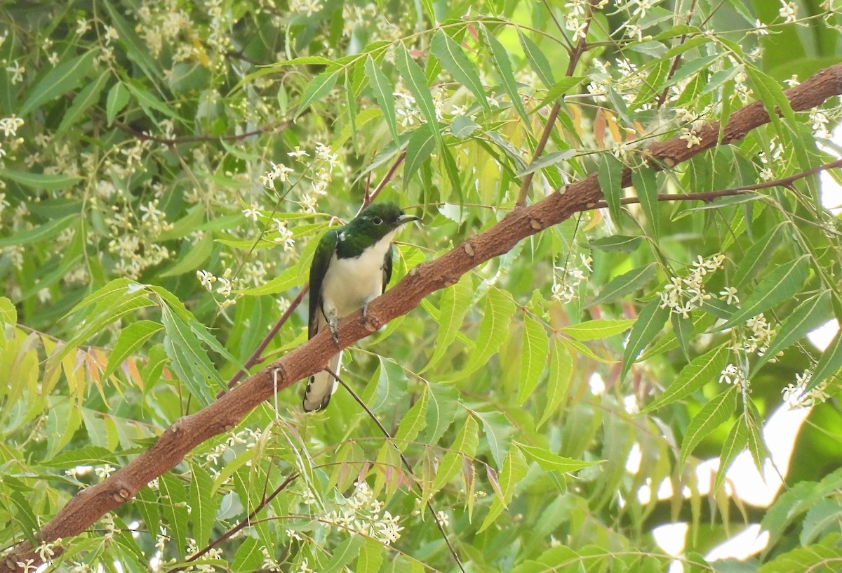 Klaas's Cuckoo - ML621518957