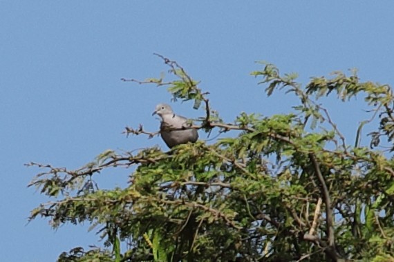 Eurasian Collared-Dove - ML621519013