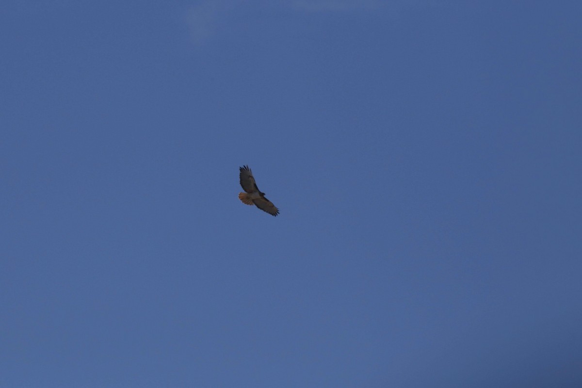 Red-tailed Hawk - ML621519015