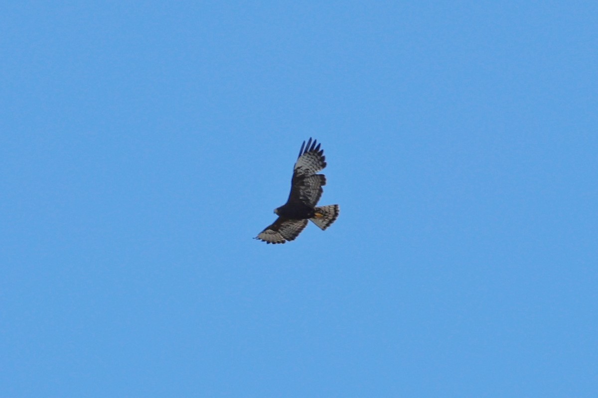 Short-tailed Hawk - ML621519018