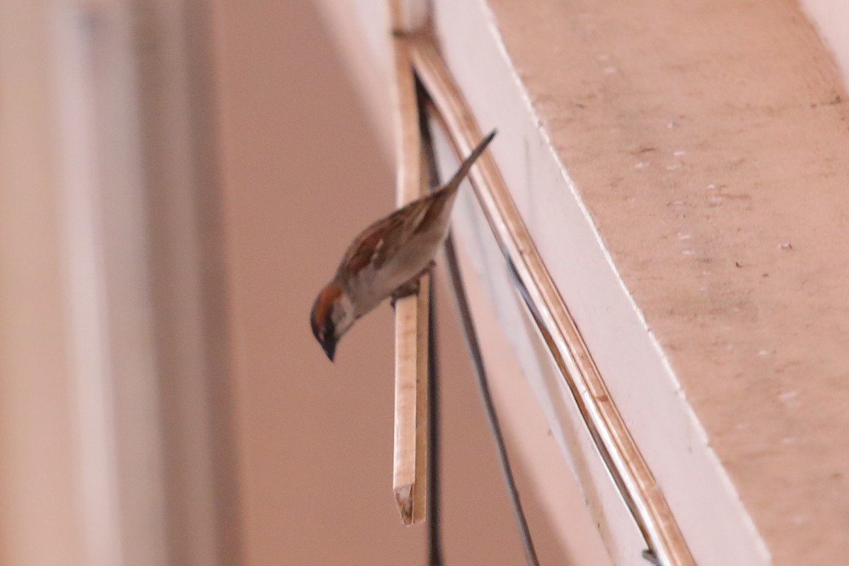 House Sparrow - ML621519053