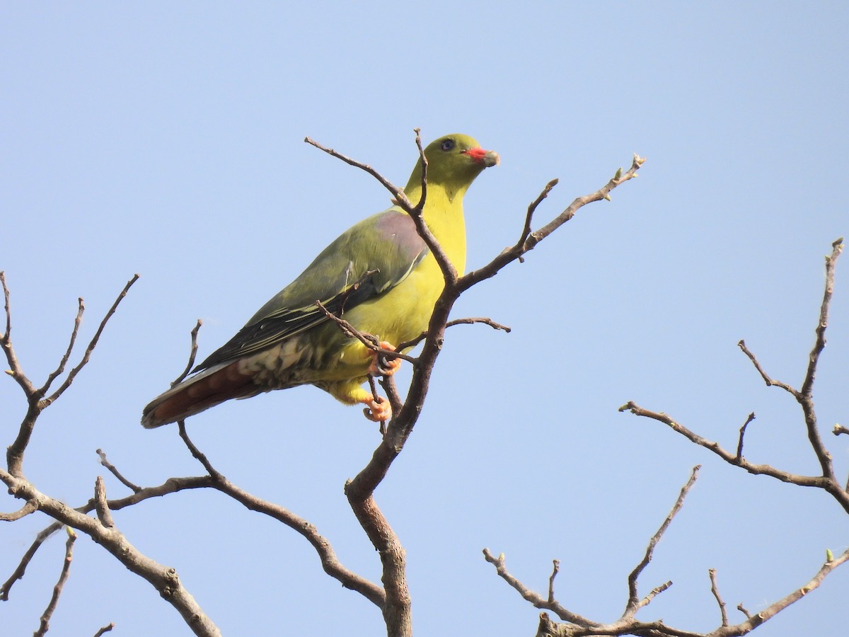 African Green-Pigeon - ML621519064