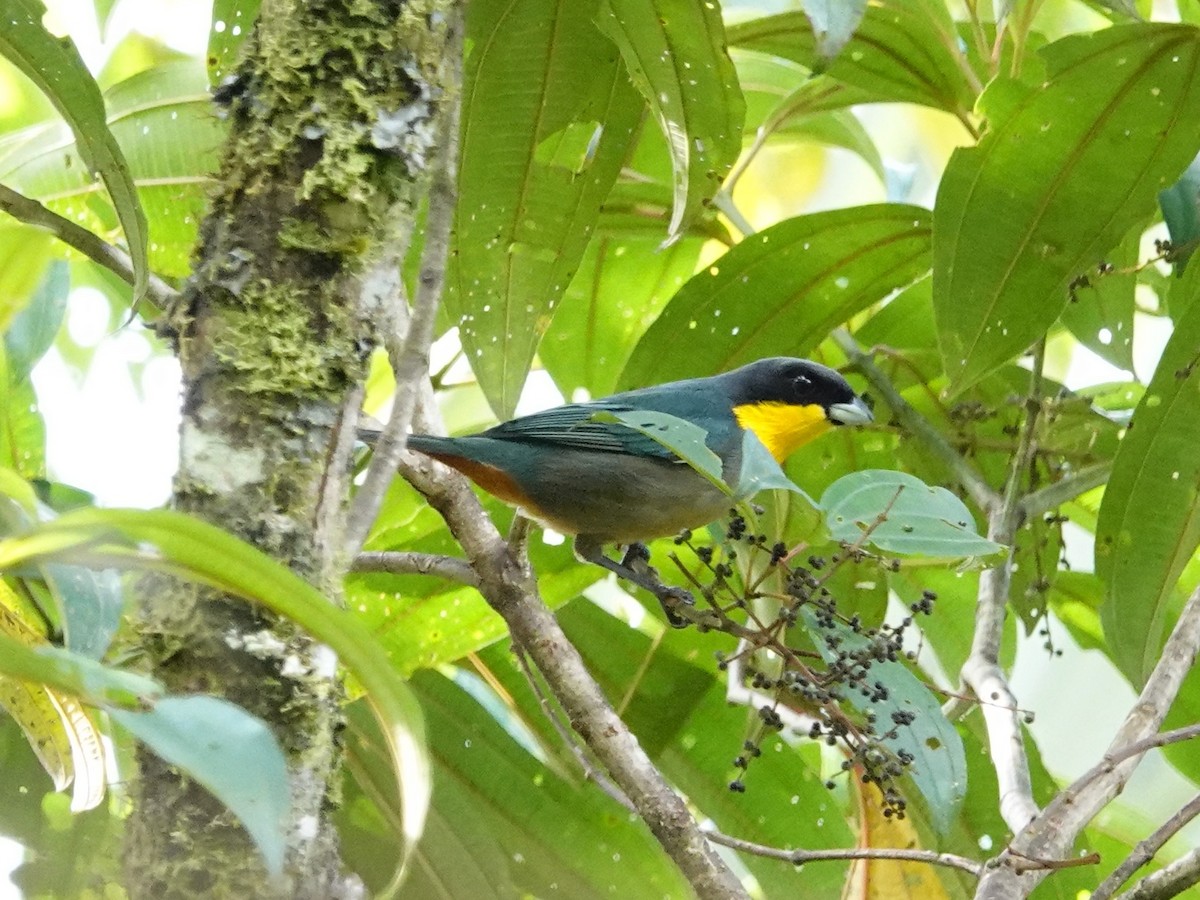 Yellow-throated Tanager - ML621519086