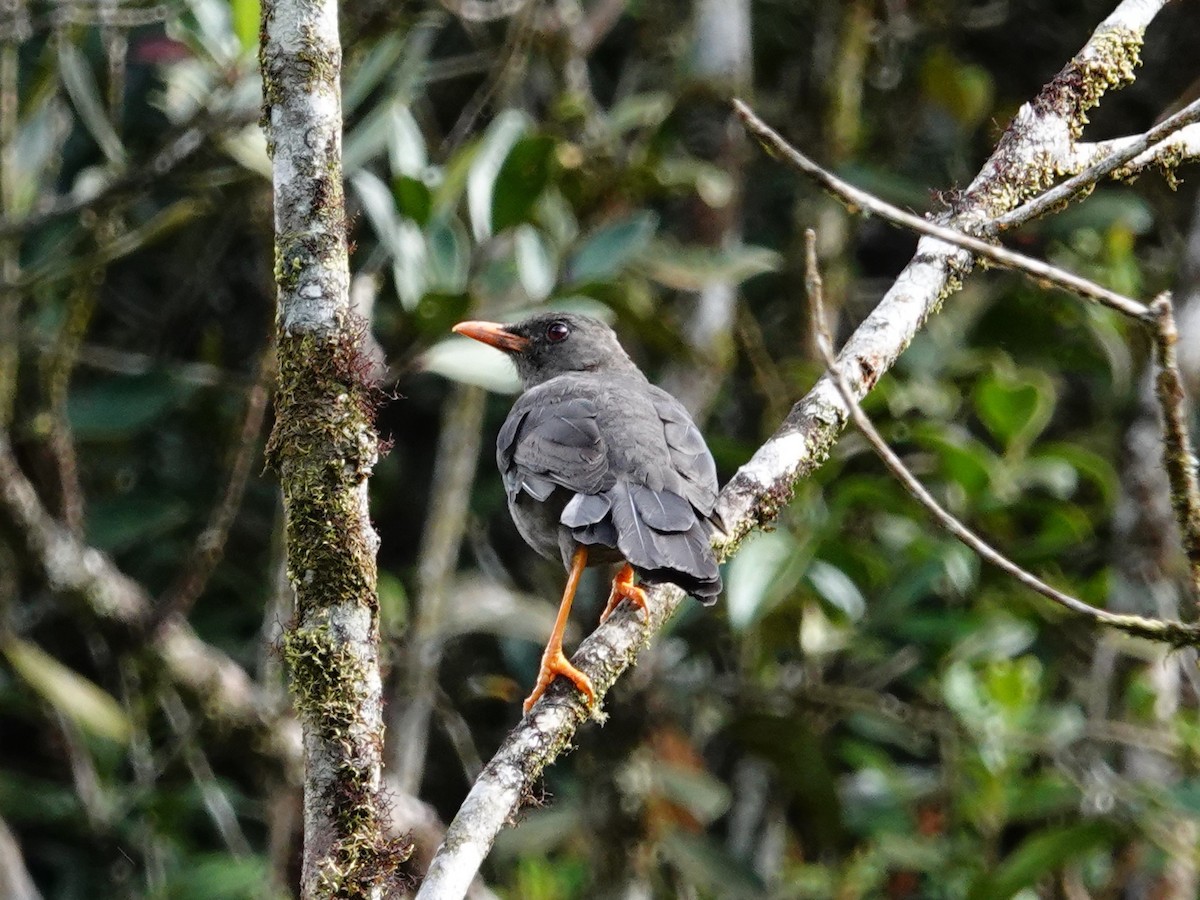 Great Thrush - ML621519094