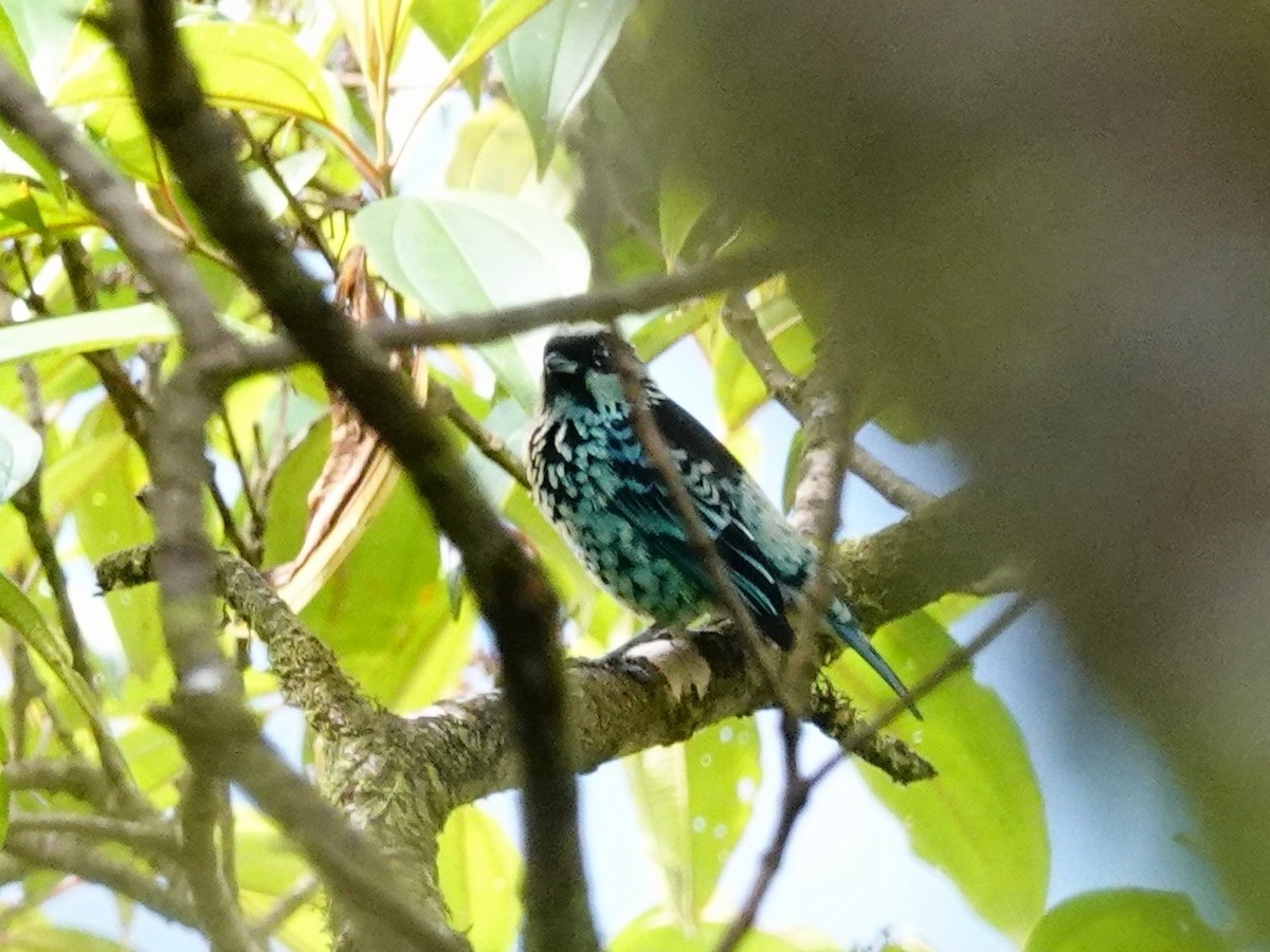 Beryl-spangled Tanager - ML621519101