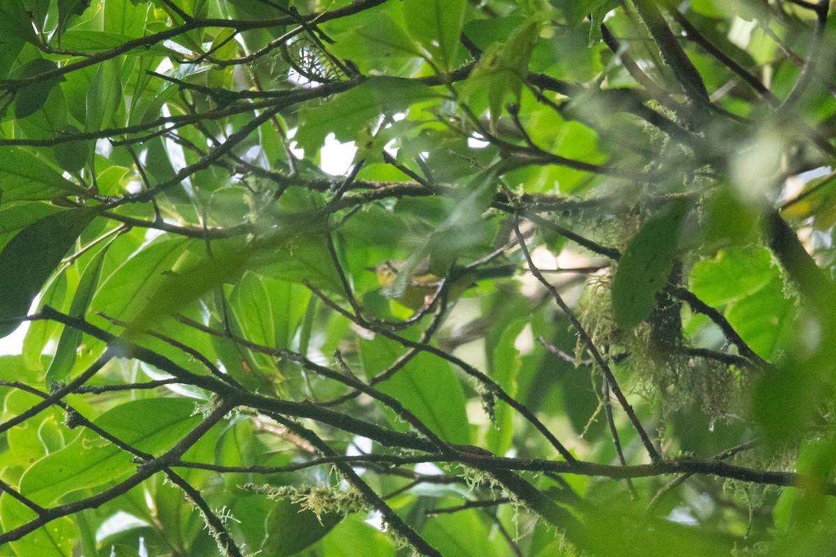 Golden-crowned Warbler - ML621519129