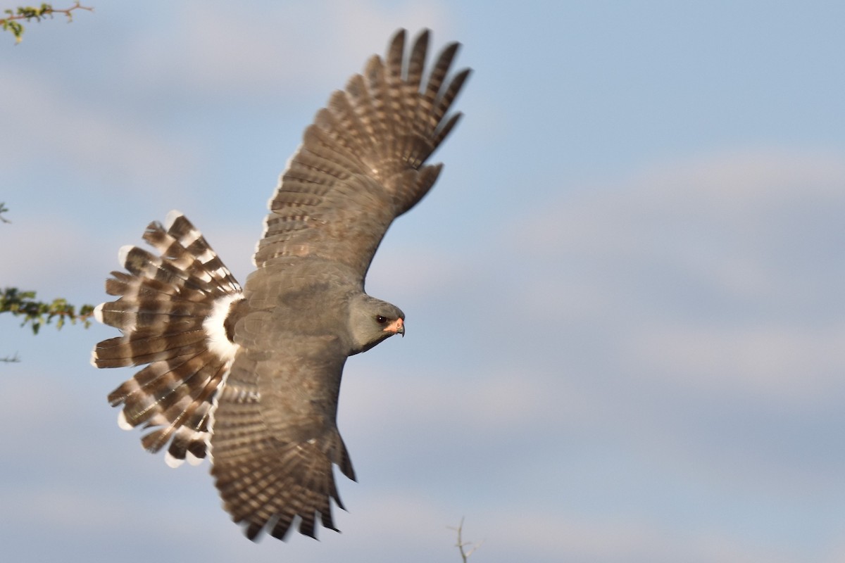 Gabar Goshawk - ML621519140