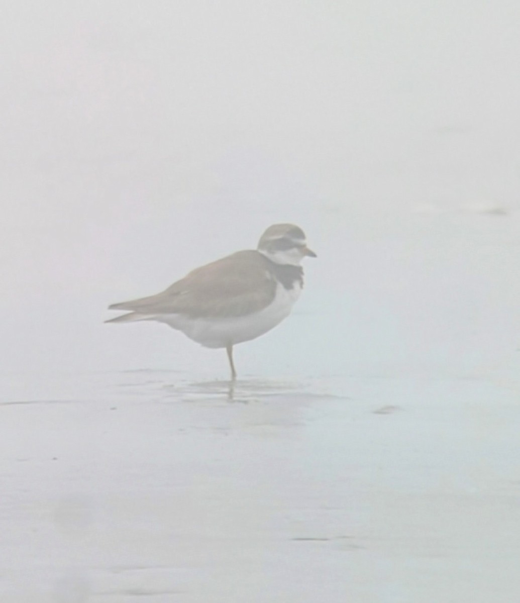 Semipalmated Plover - ML621519166