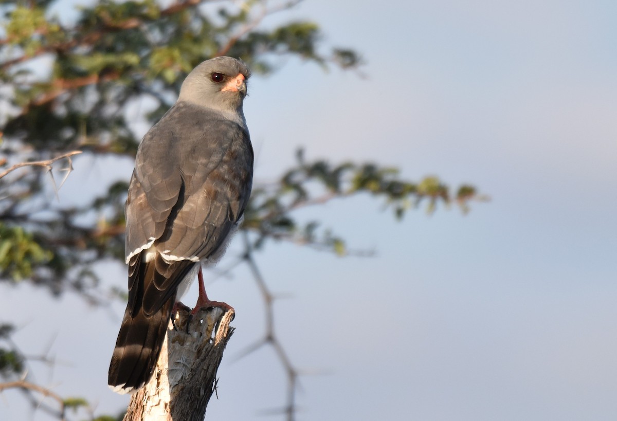 Gabar Goshawk - ML621519193