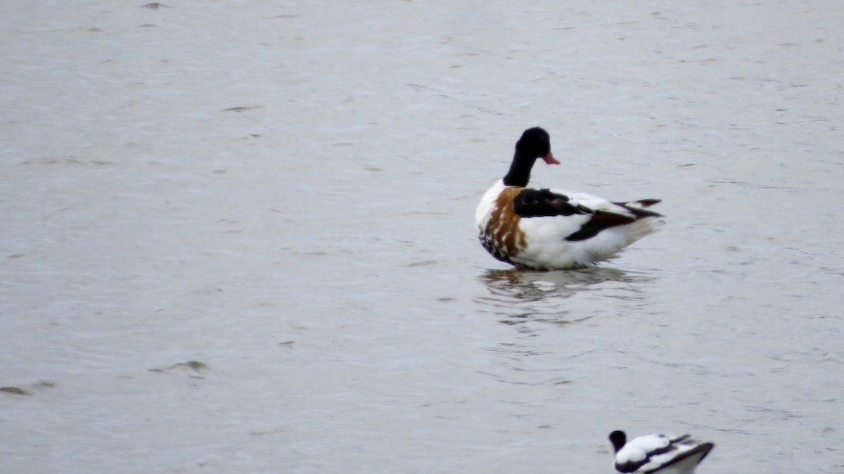 Common Shelduck - ML621519197