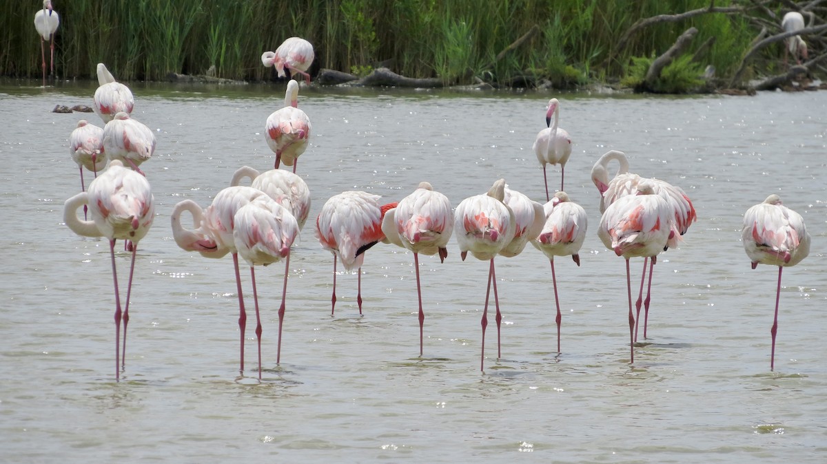 Greater Flamingo - ML621519205