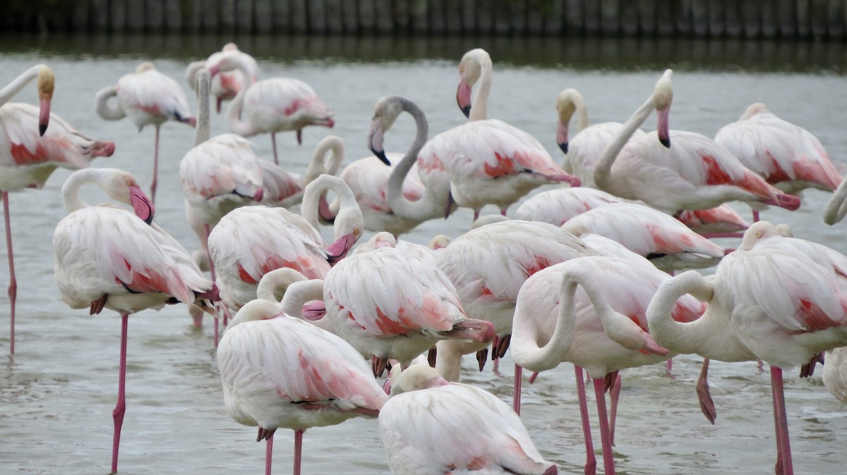 Greater Flamingo - ML621519207