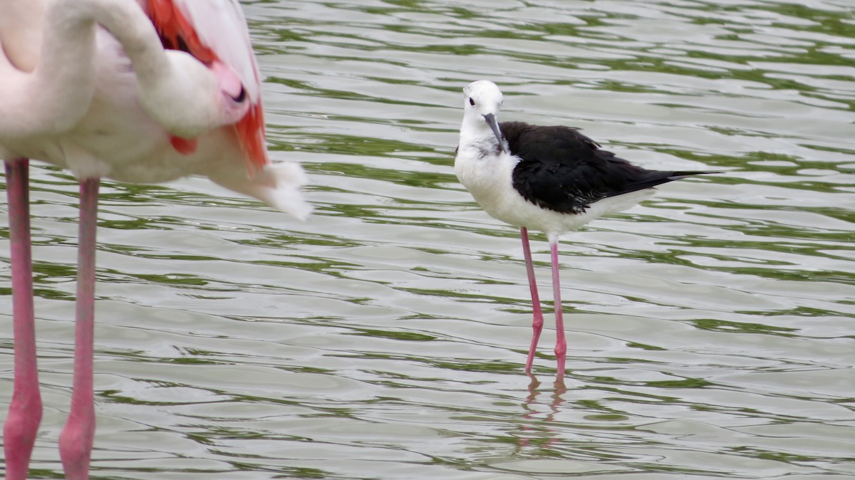 Black-winged Stilt - ML621519240