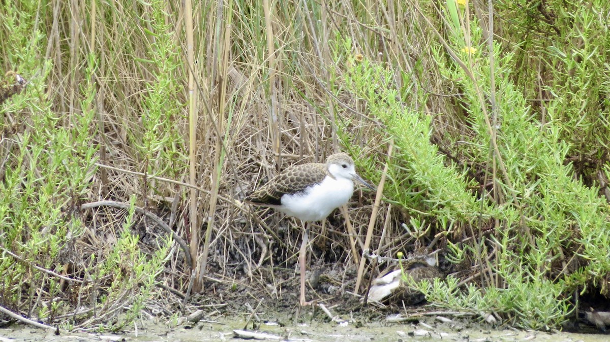 Black-winged Stilt - ML621519241