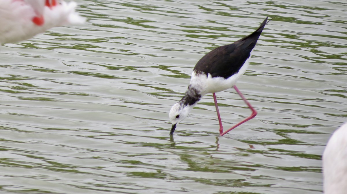 Black-winged Stilt - Corinna Honscheid