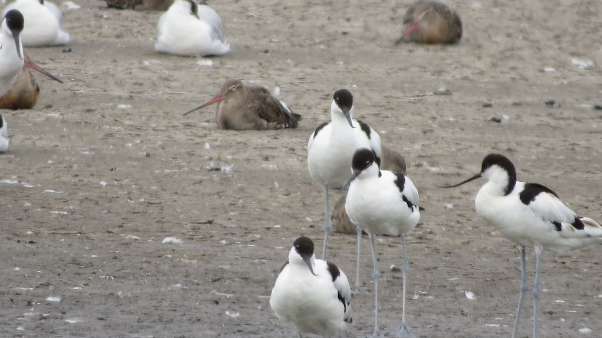 Pied Avocet - ML621519250