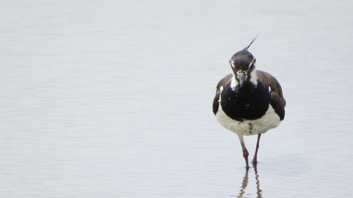 Northern Lapwing - ML621519259