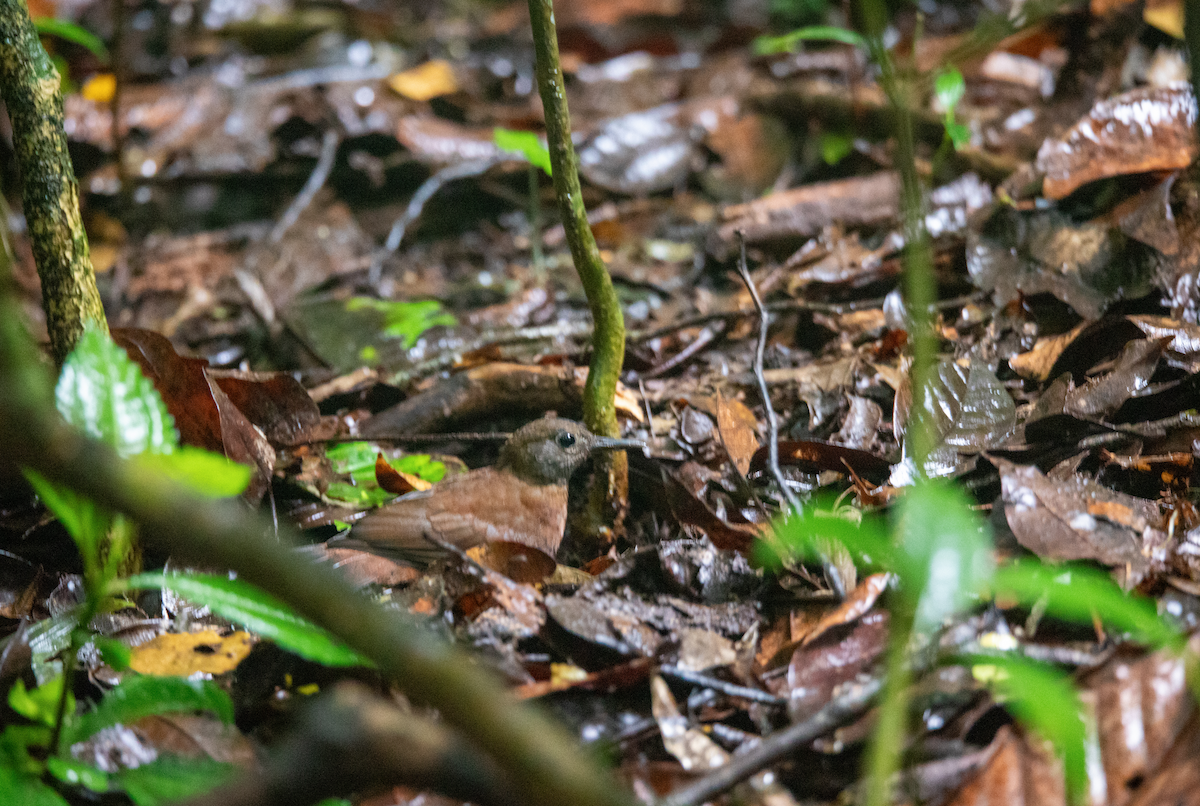 Gray-throated Leaftosser - ML621519275