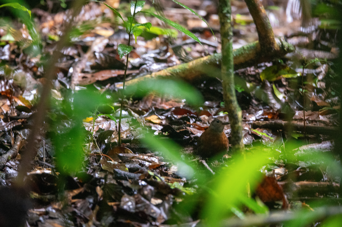 Gray-throated Leaftosser - ML621519276