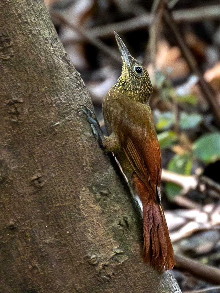 Ocellated Woodcreeper - Héctor Bottai