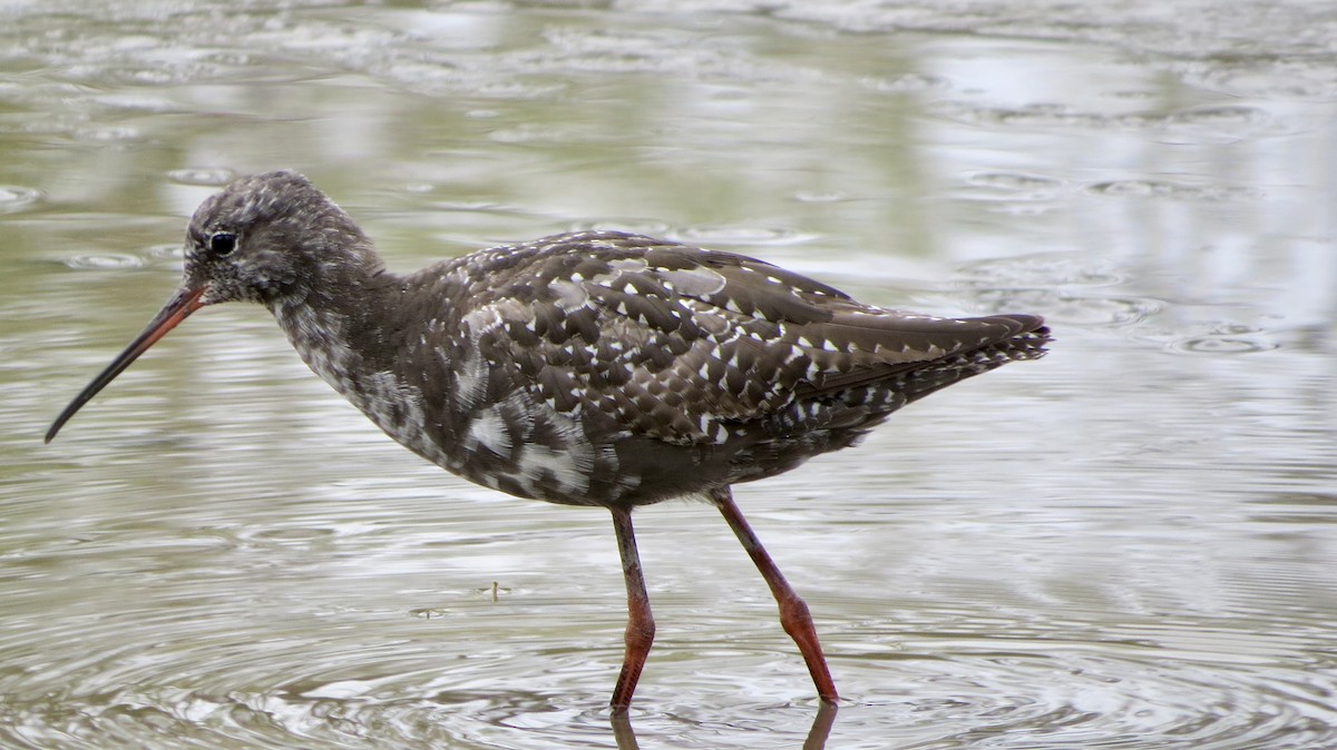 Spotted Redshank - ML621519284
