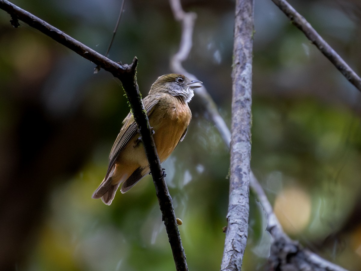 Orange-crowned Manakin - ML621519300