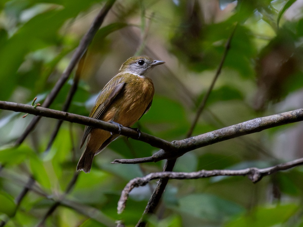 Orange-crowned Manakin - ML621519301