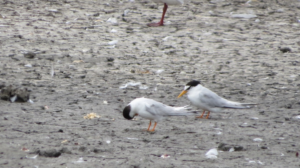 Little Tern - ML621519315