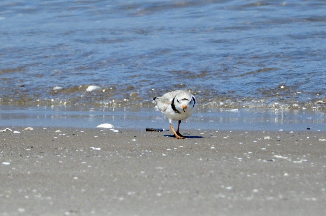 Piping Plover - ML621519338