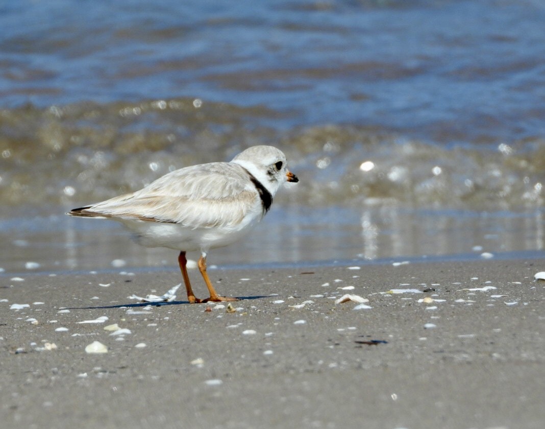 Piping Plover - ML621519339