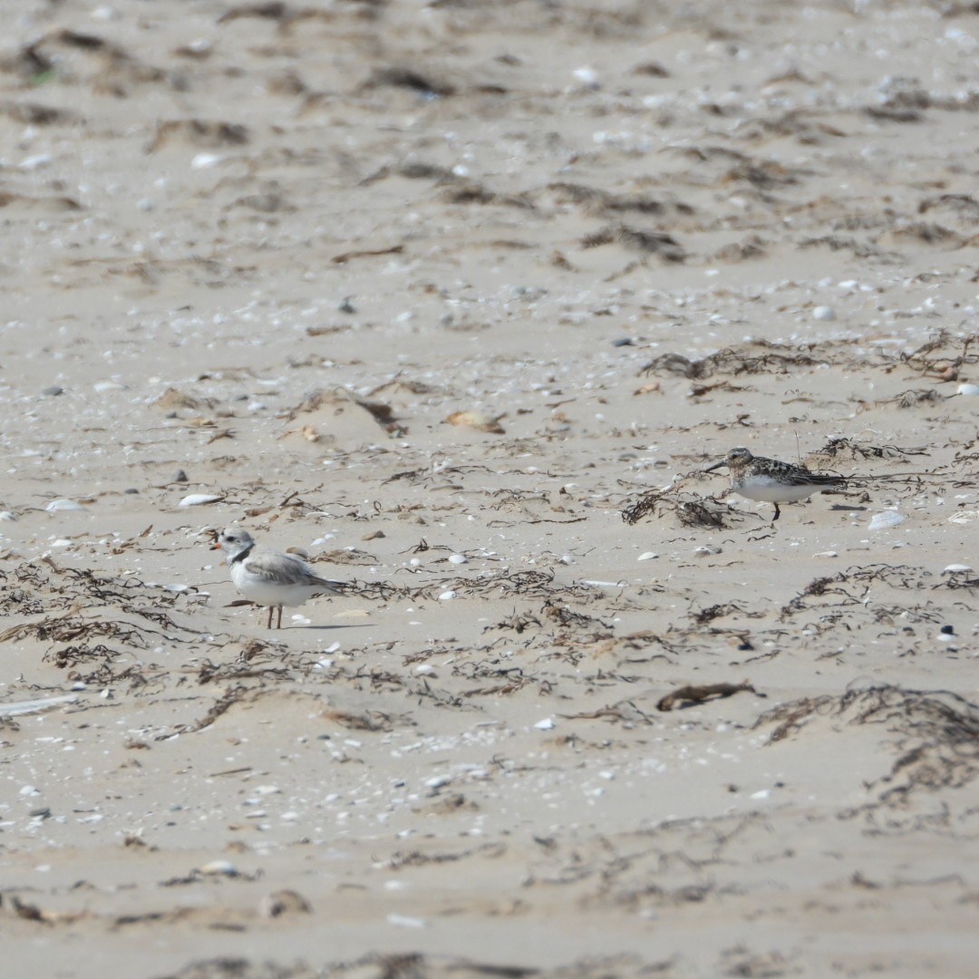 Piping Plover - ML621519340