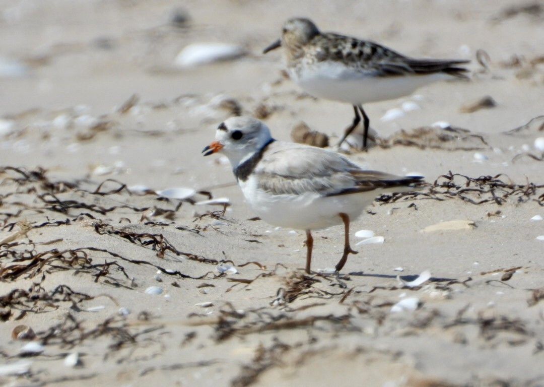 Piping Plover - ML621519341
